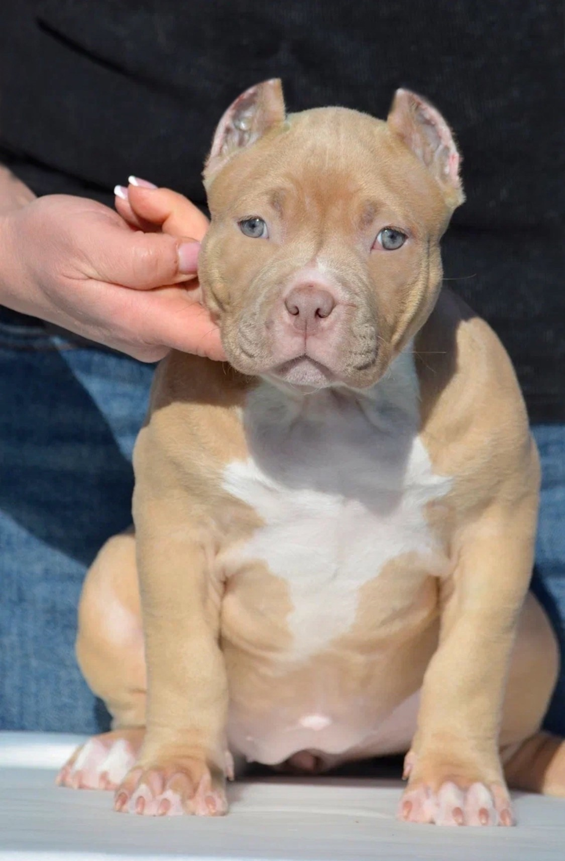 продажа щенков American Bully в ЛНР