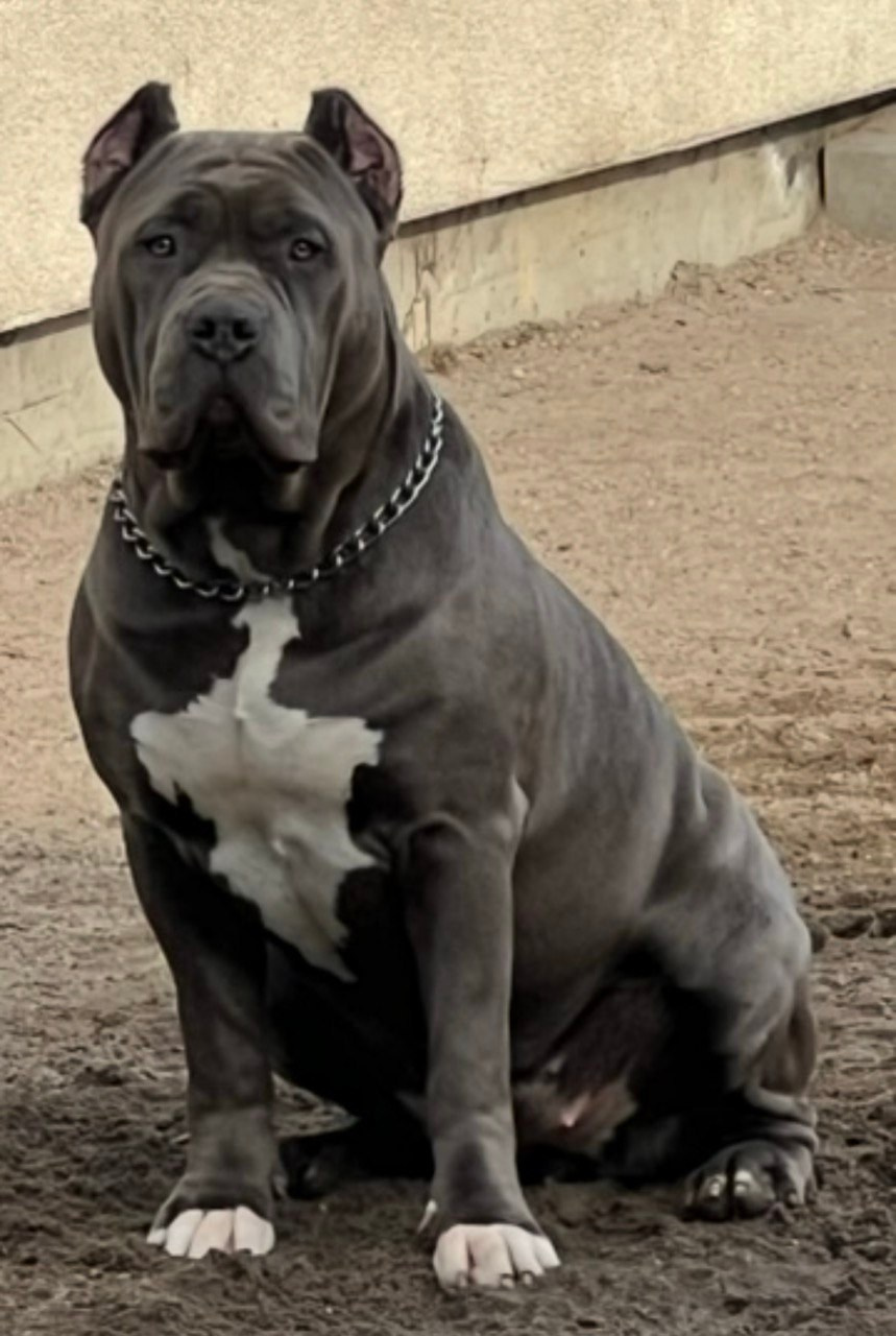 UPB’s Queenie & Zeus. 16.04.24. Американские булли XL в г. Калининград. Питомник Great Bully UNIVERSE