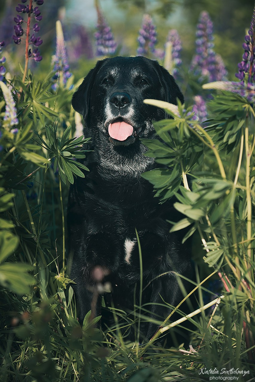 Лабрадоры в люпинах. Фотограф-анималист Наталья Светличная