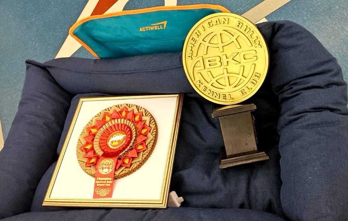 Участие в выставках. Американские булли XL в г. Калининград. Питомник Great Bully UNIVERSE