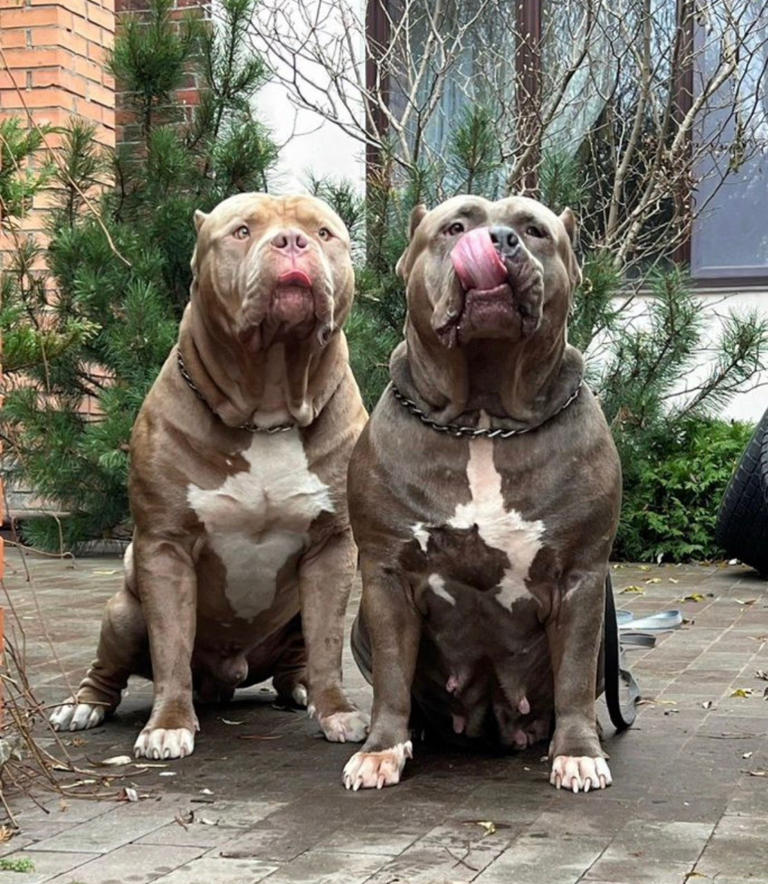 Наши собаки. Американские булли XL в г. Калининград. Питомник Great Bully UNIVERSE