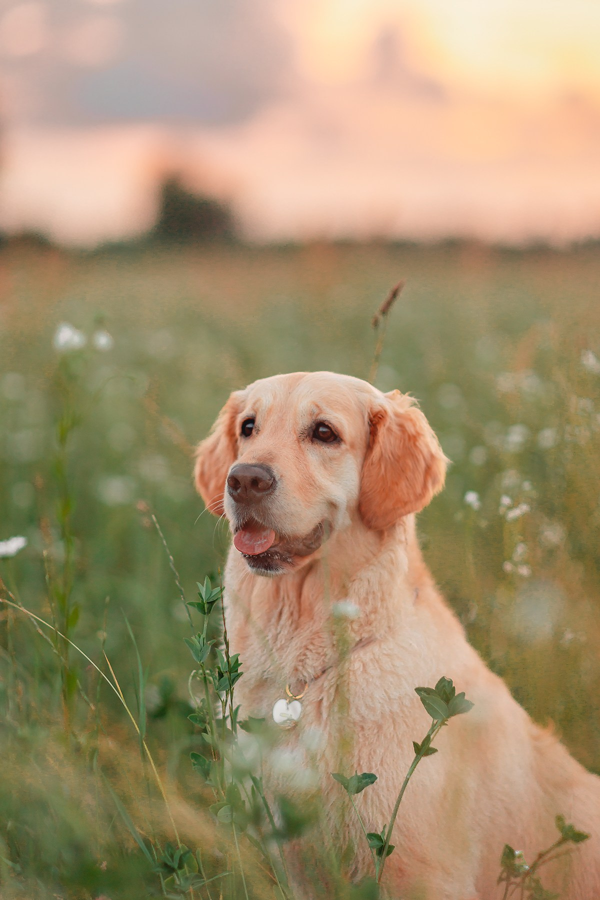 Марина и Чили. Семейный фотограф анималист Мария Крючкова