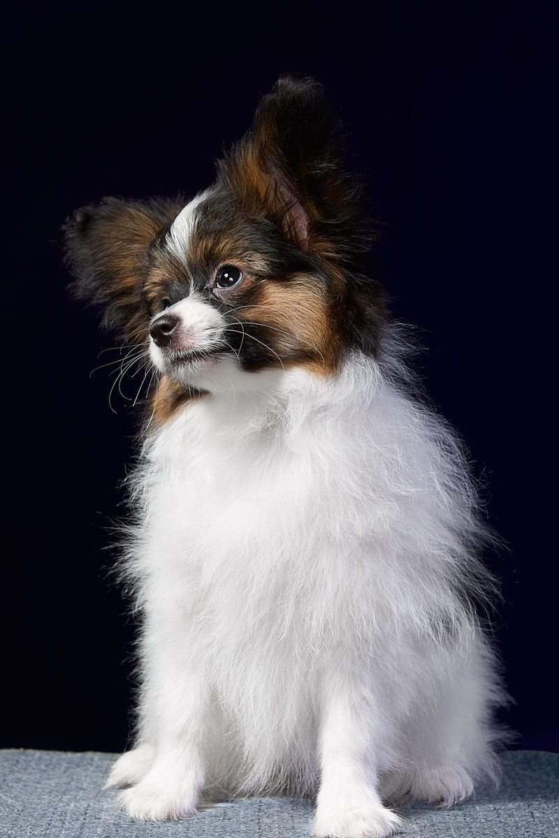 Фотосъемка животных