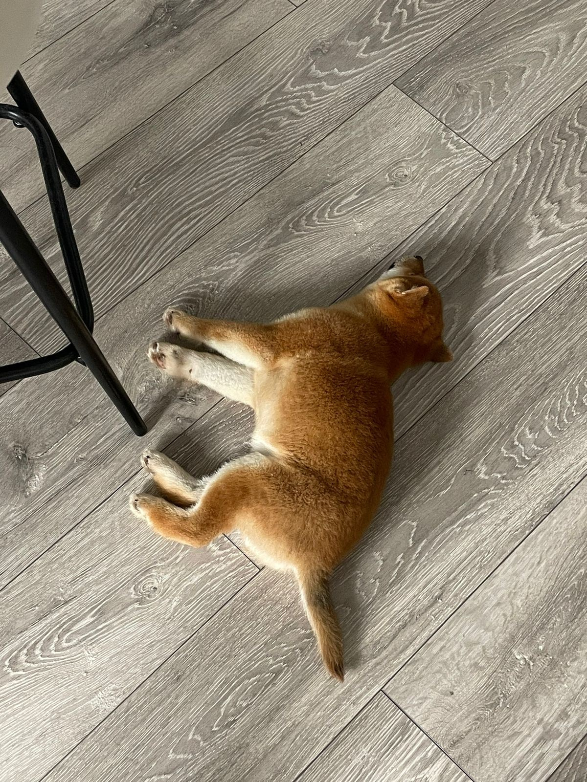 Сиба Rubylight Emma питомник Рубилайт 