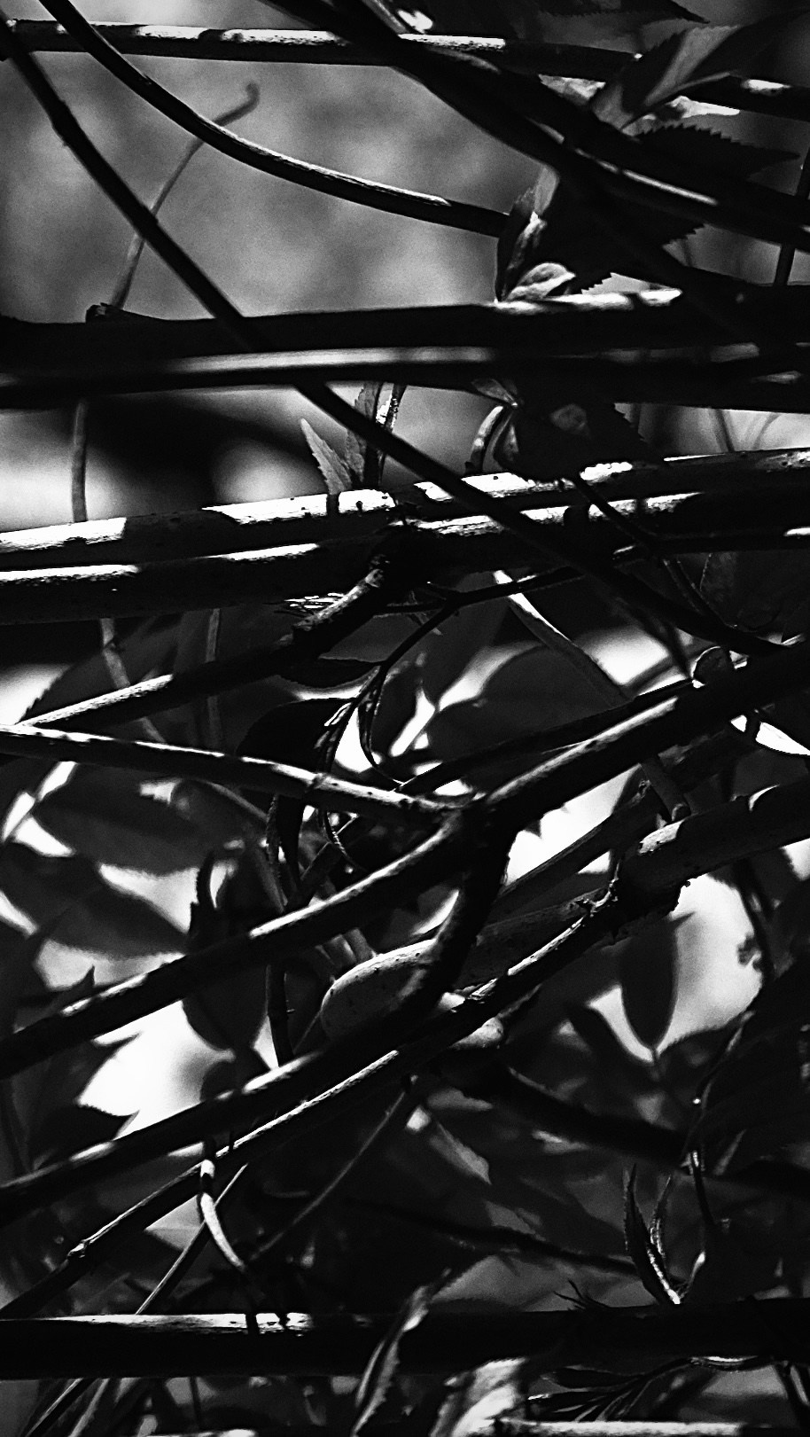 AI — artist | Documentary Photographer St. Petersburg, Milan