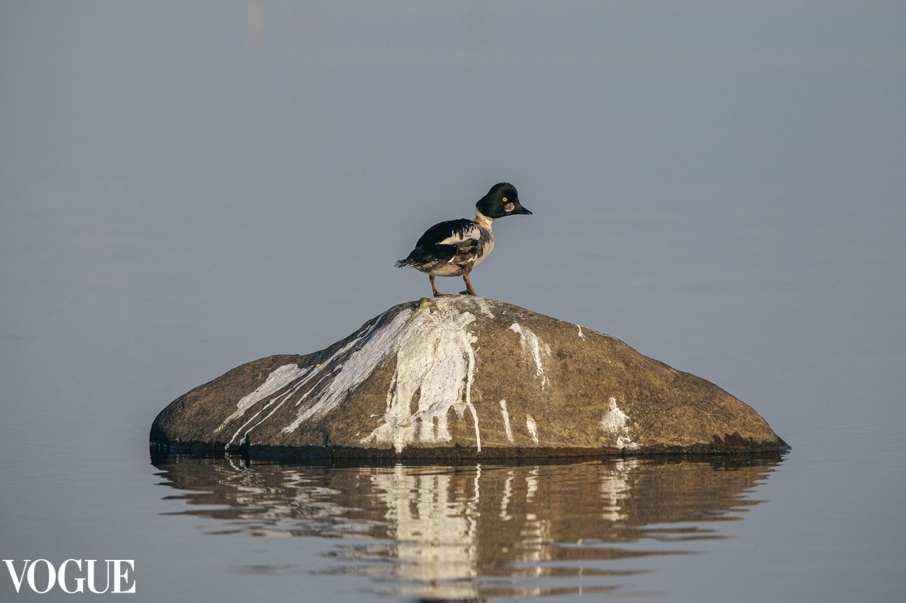 PhotoVogue. Фотографии Лены Соколовой