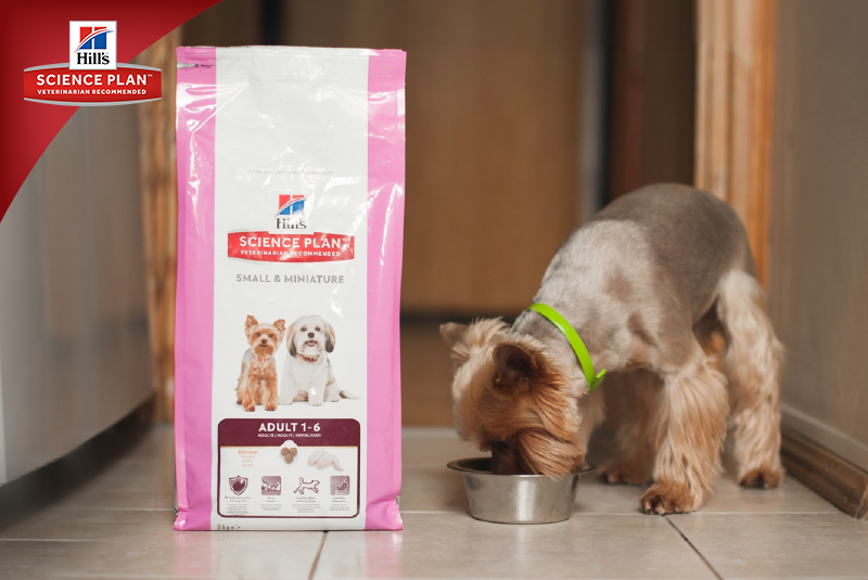 Фотосъёмка для компании Hill`s (2017, перенос со старого сайта). Фотограф собак, фотограф-анималист Аня Титова (Titanya). Москва