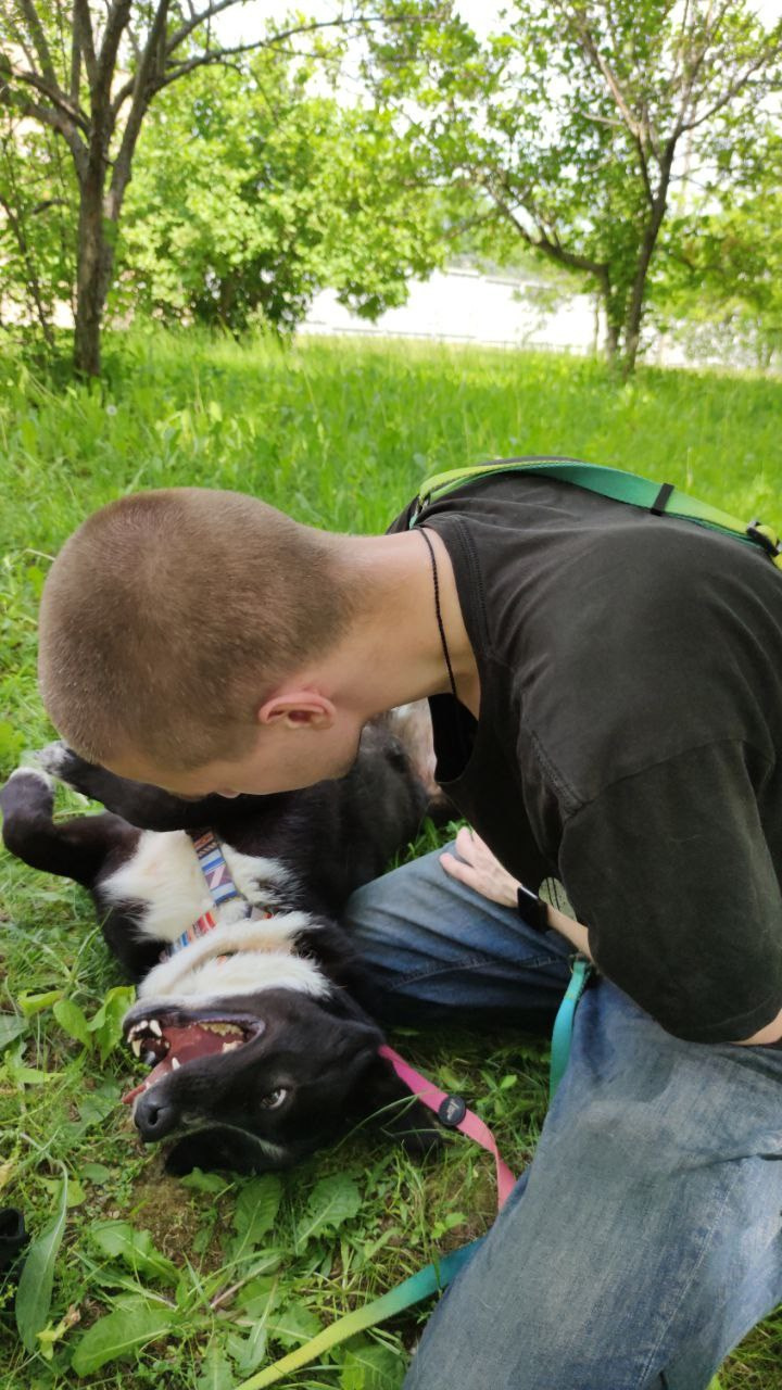 Прогулки и волонтерство. Забери домой друга