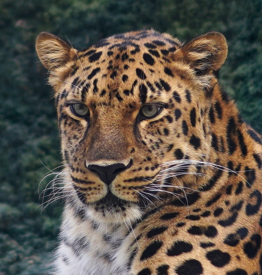 Животный мир📸. Фотограф Москва и Сергиев Посад Ирина Ермакова