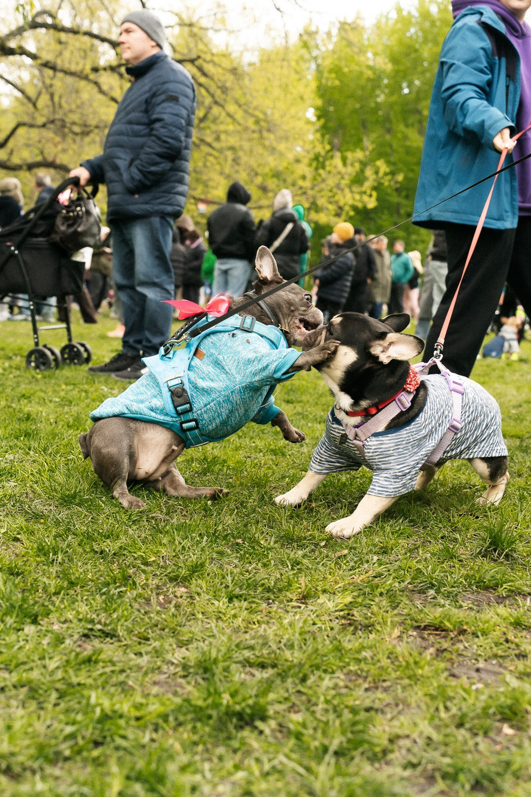 Парад Бульдогов. Axenov_eugene