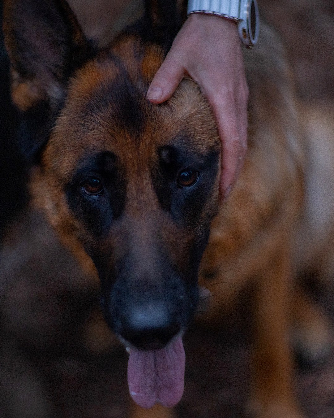 Евгения и Берта. Фотограф анималист в Москве и Санкт-Петербурге Свиридова Анна