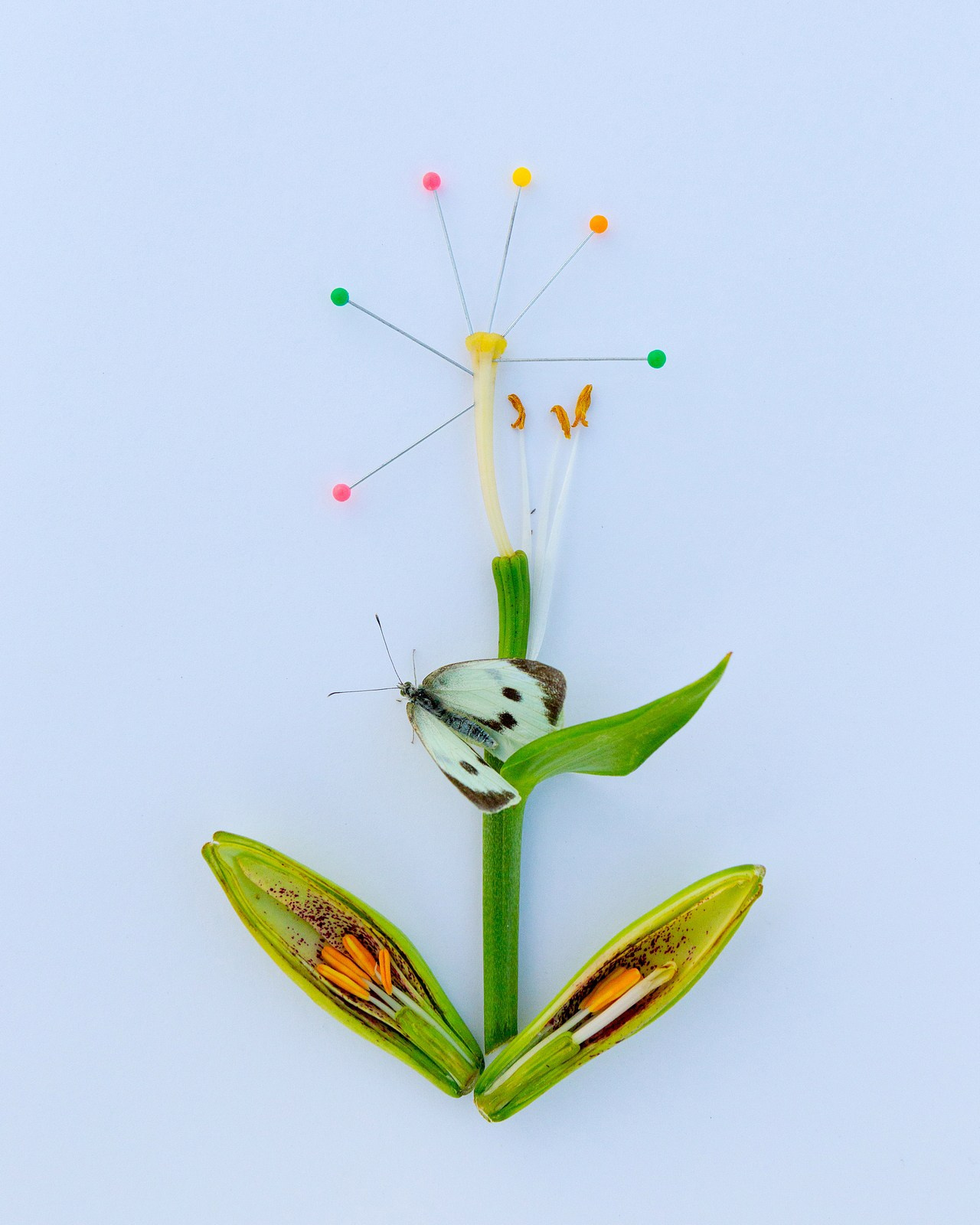 Условная ботаника. Фотографии Саши Любина