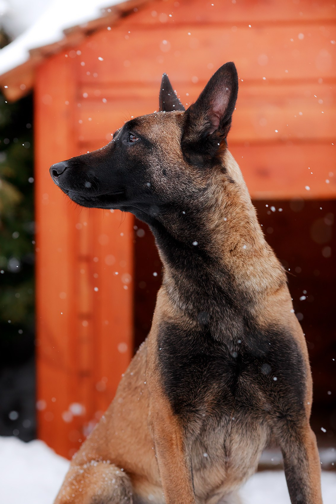 Зимние портреты. Фотограф-анималист Mary Mart — Москва, Питер