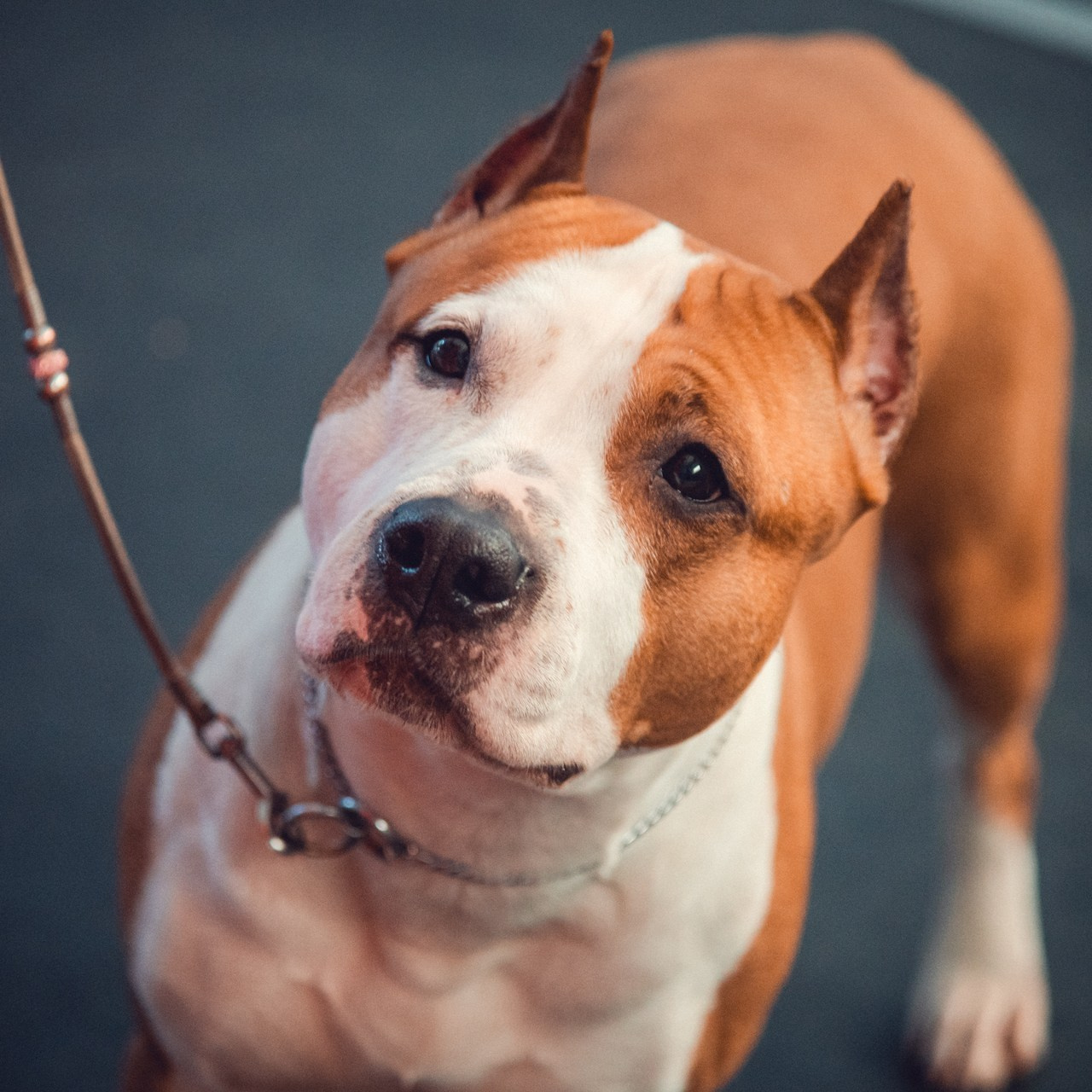 Ваш фотограф в Санкт-Петербурге. Фотограф Светлана Пажильцева