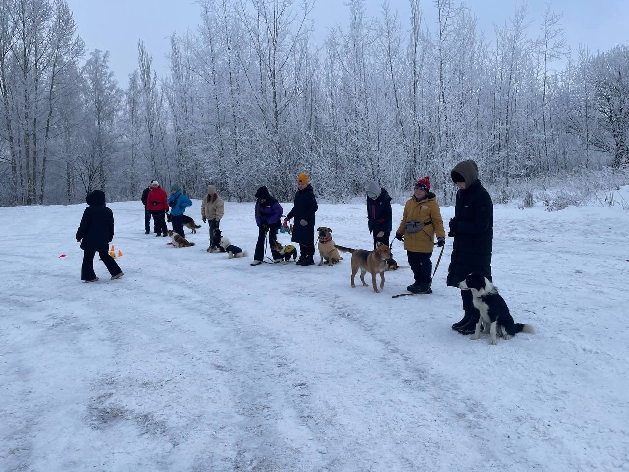 Практические занятия по дрессировке. НРОО КЦ "Собаковод"