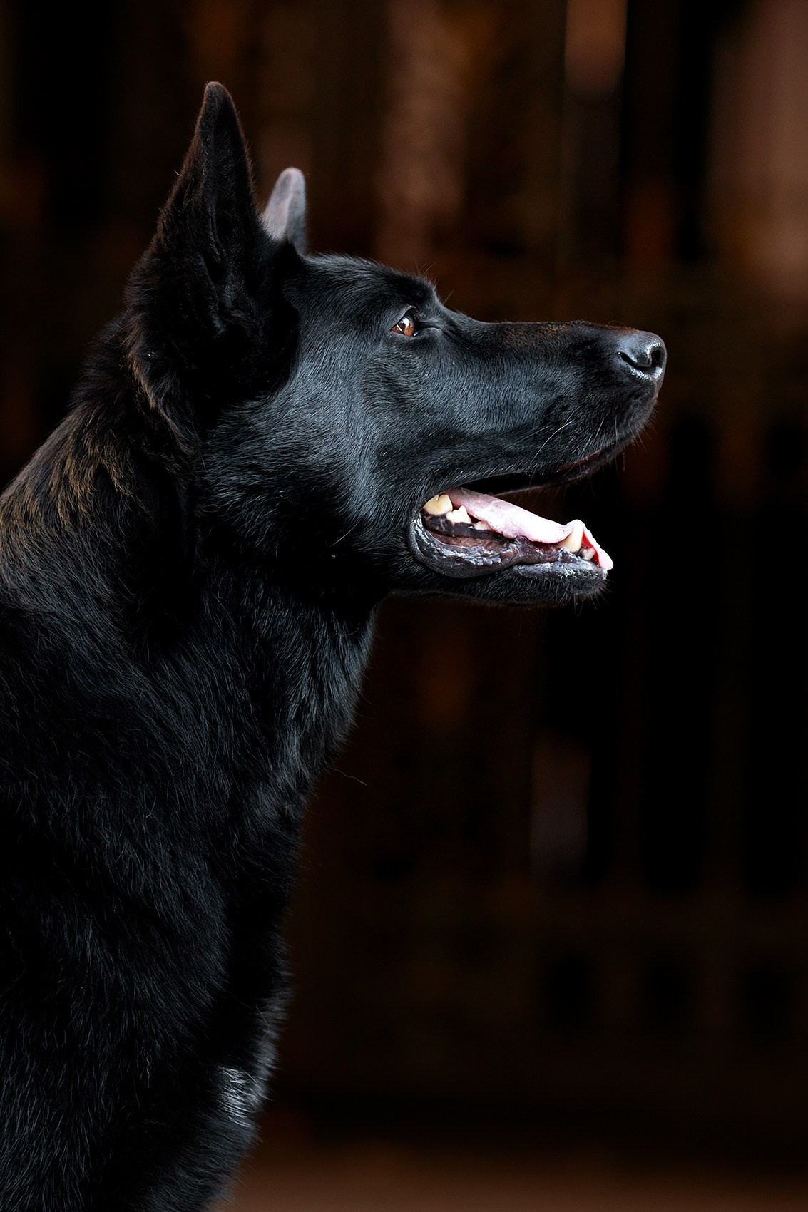 Алена, Кай и Мара. Фотограф-анималист Mary Mart — Москва, Питер