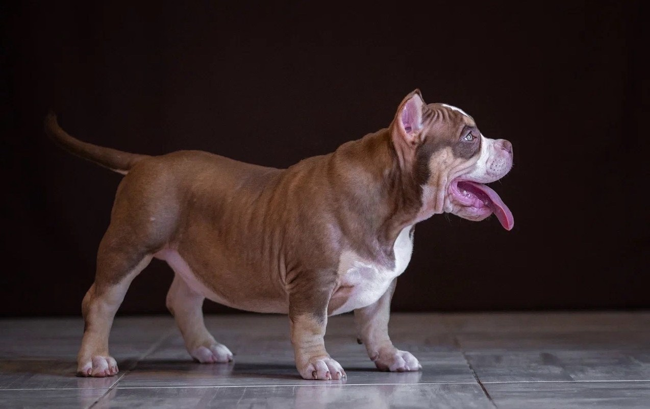 Свободные щенки Американский Булли в Иркутске. Питомник собак Иркутск