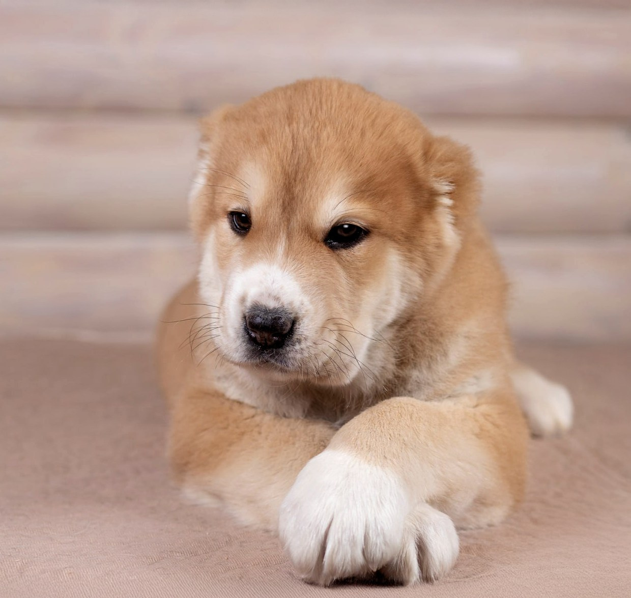 Портфолио: Фотосъёмка щенков в Москве и области — трогательные моменты. Фотограф-анималист и бренд-фотограф в Москве | Фотография собак, людей, бизнес-портрет