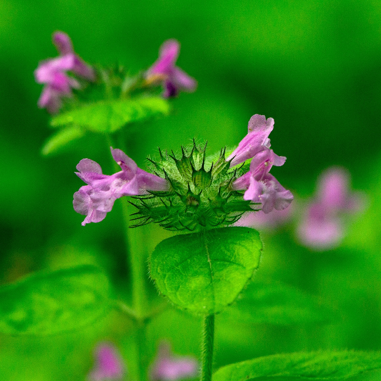 Травы. Природа севера