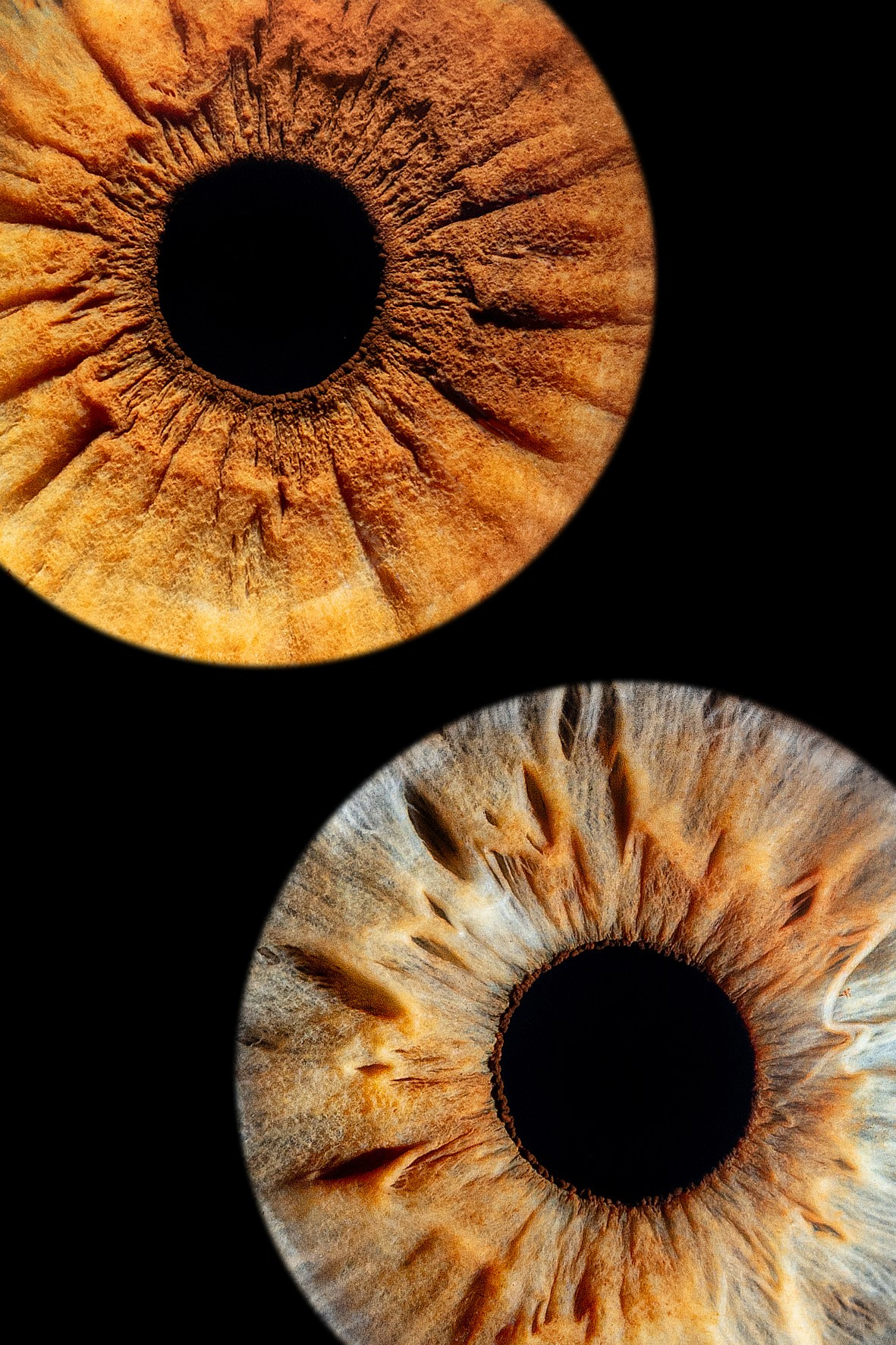 фотография радужки глаза Хабаровск фото радужки глаза Хабаровск