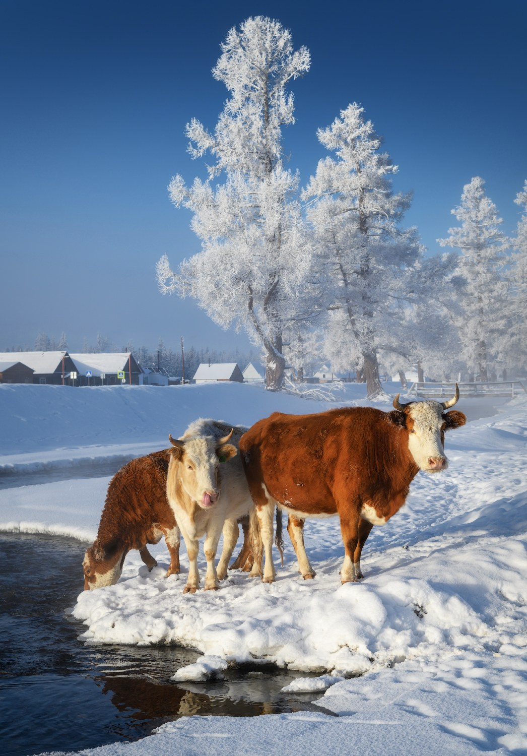 Три девицы  у водопоя. Село Кызыл-таш, Кош-Агачский район, ноябрь 2024