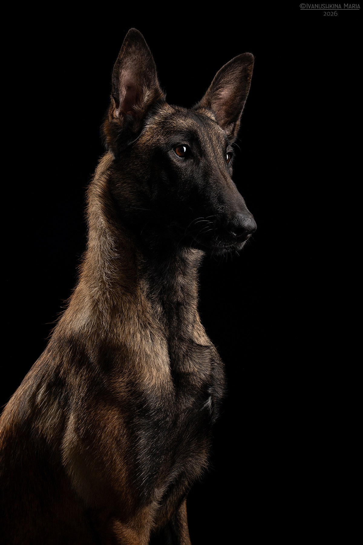 Фотосессия собаки в студии. Фотограф собак в Москве и Московской области Иванушкина Мария