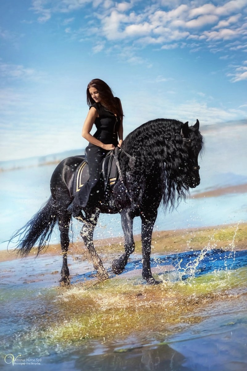 Красивый вороной конь, девушка верхом на фризском коне