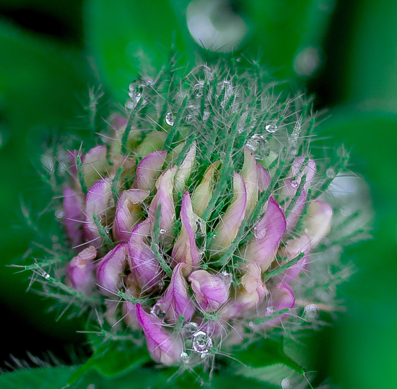 Природное. Обо всём