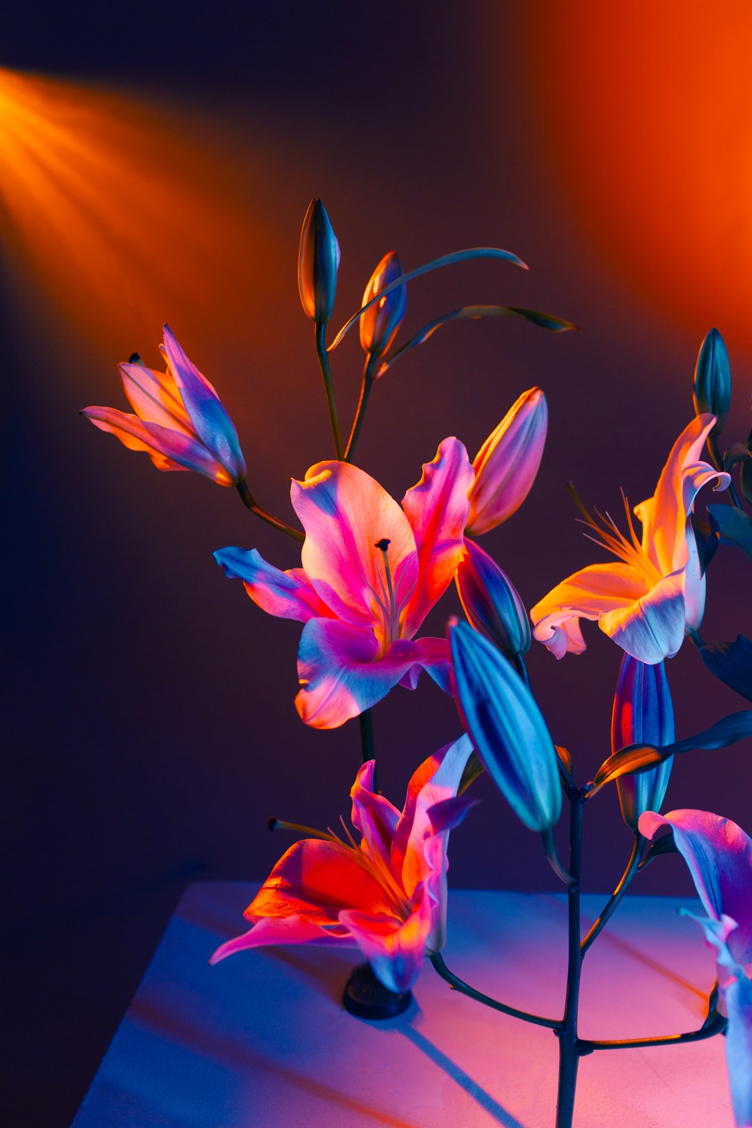 ЦВЕТНОЙ СВЕТ. Фотограф Оля Батист