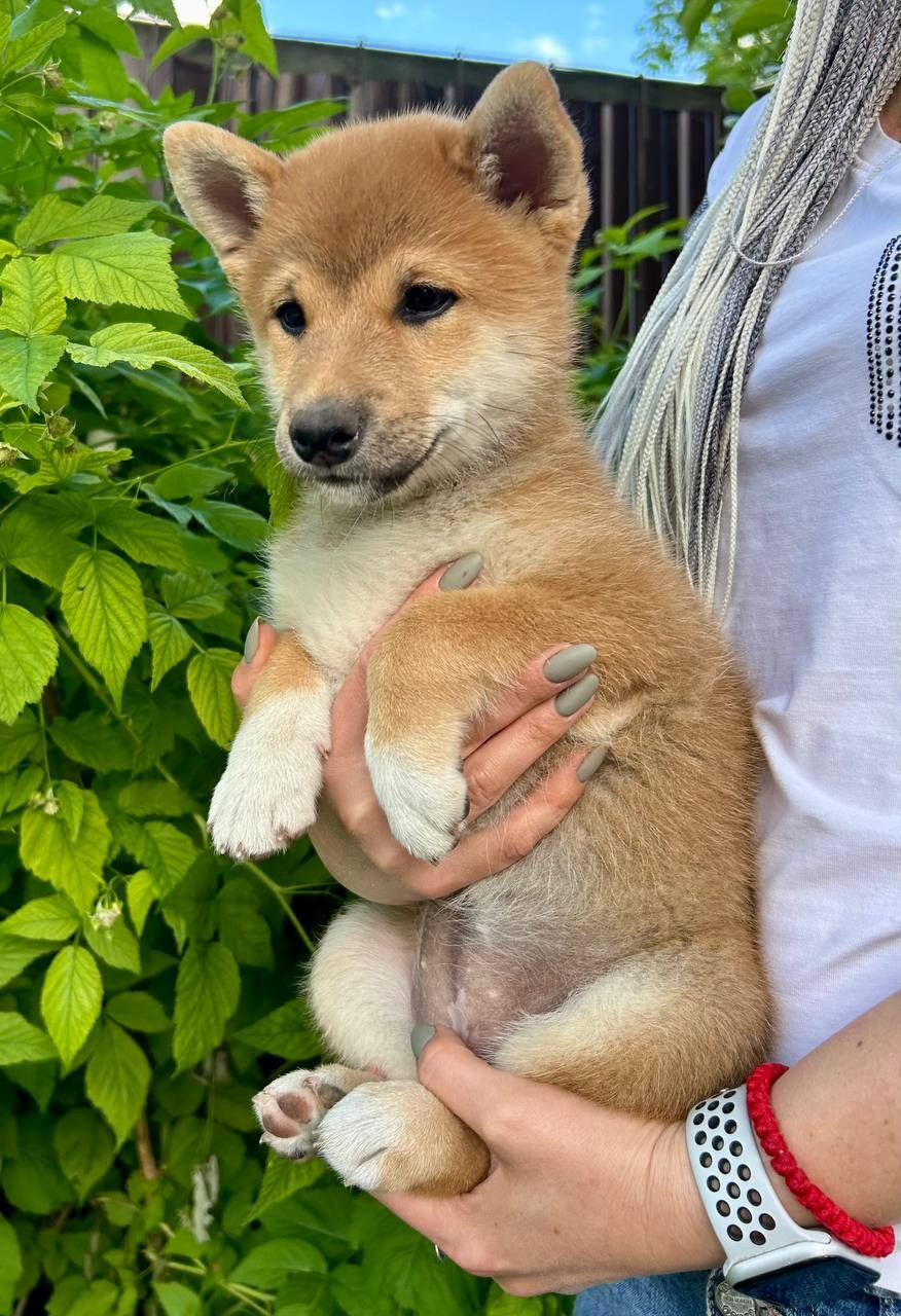 Сиба Rubylight Fumiko питомник Рубилайт