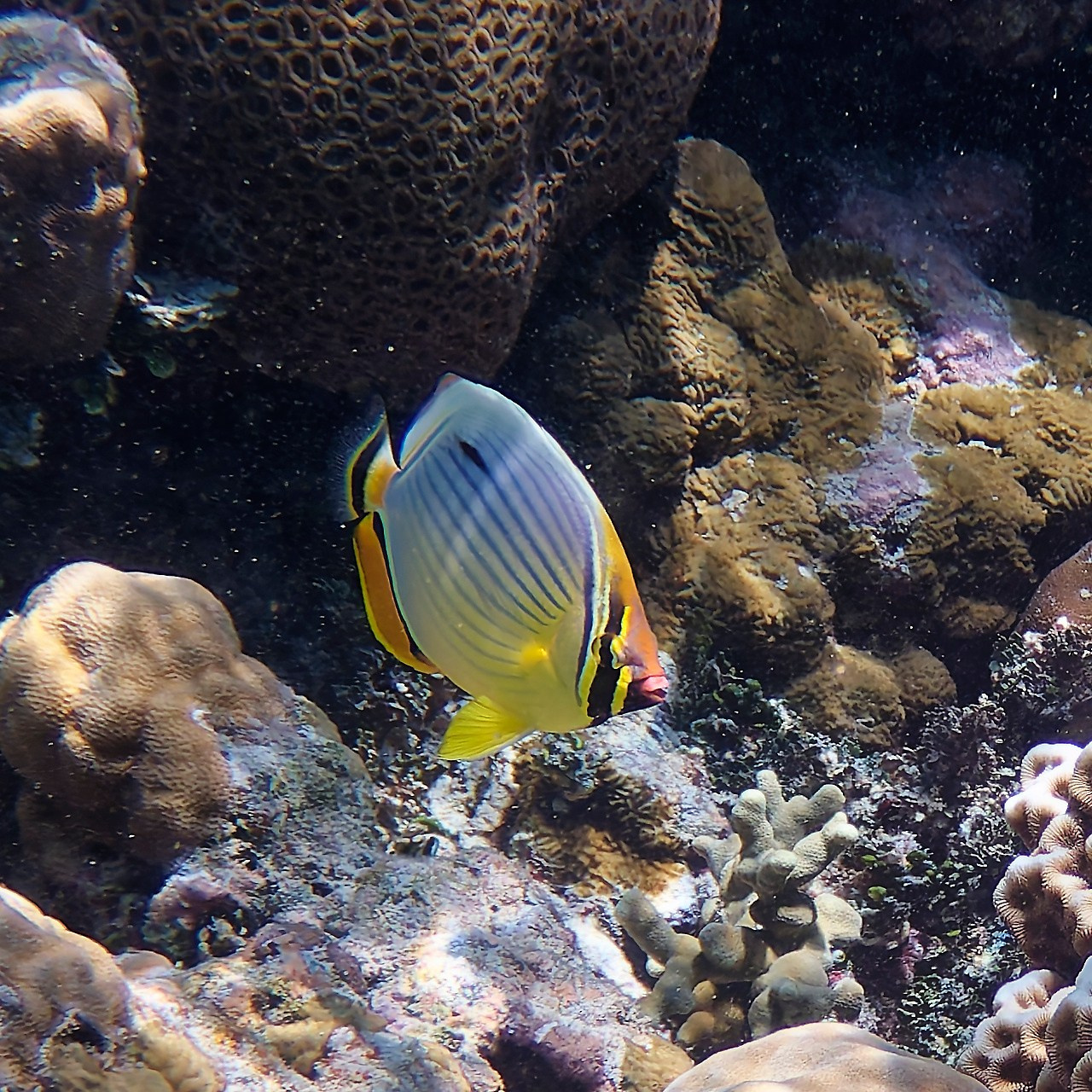 Мне посмотреть. Рыбов показываю