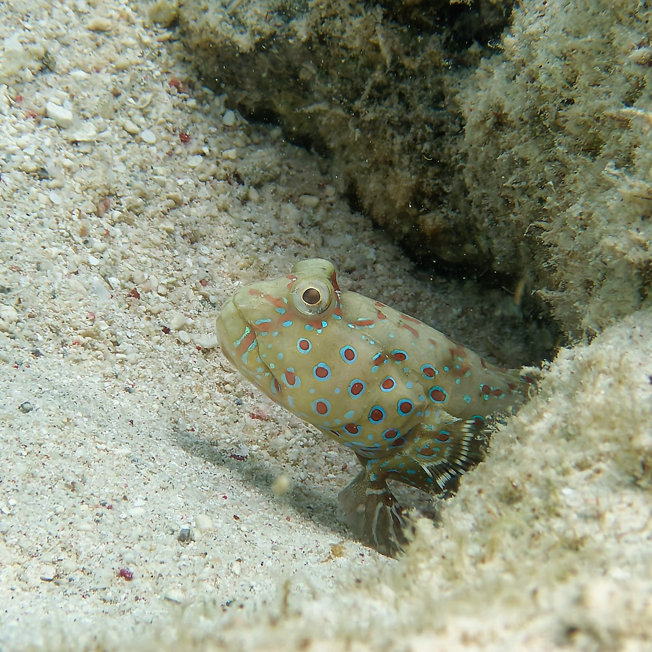 Мне посмотреть. Рыбов показываю