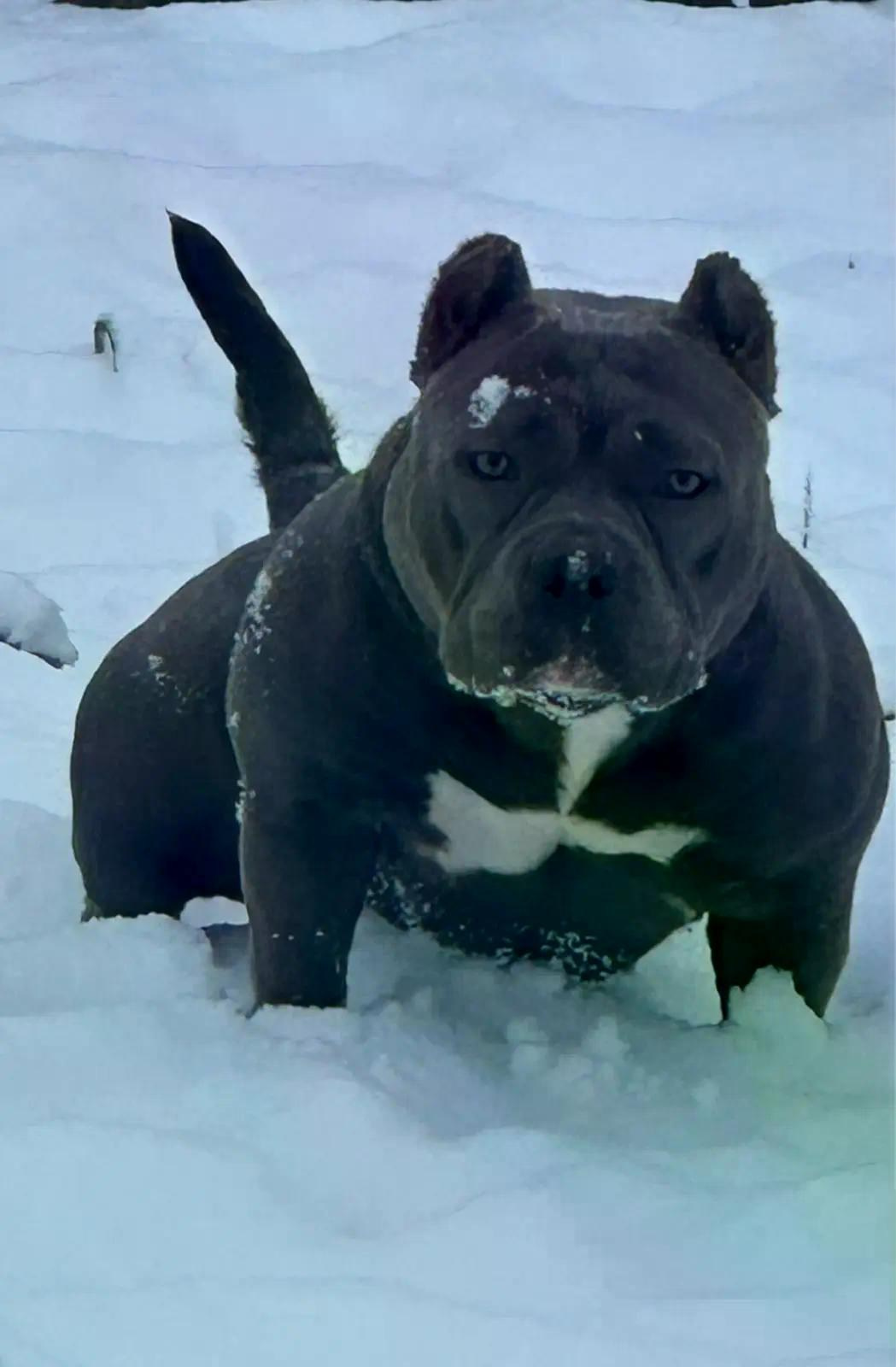 Булли покет сука Камелия. ПИТОМНИК СОБАК ПОРОДЫ АМЕРИКАНСКИЙ БУЛЛИ