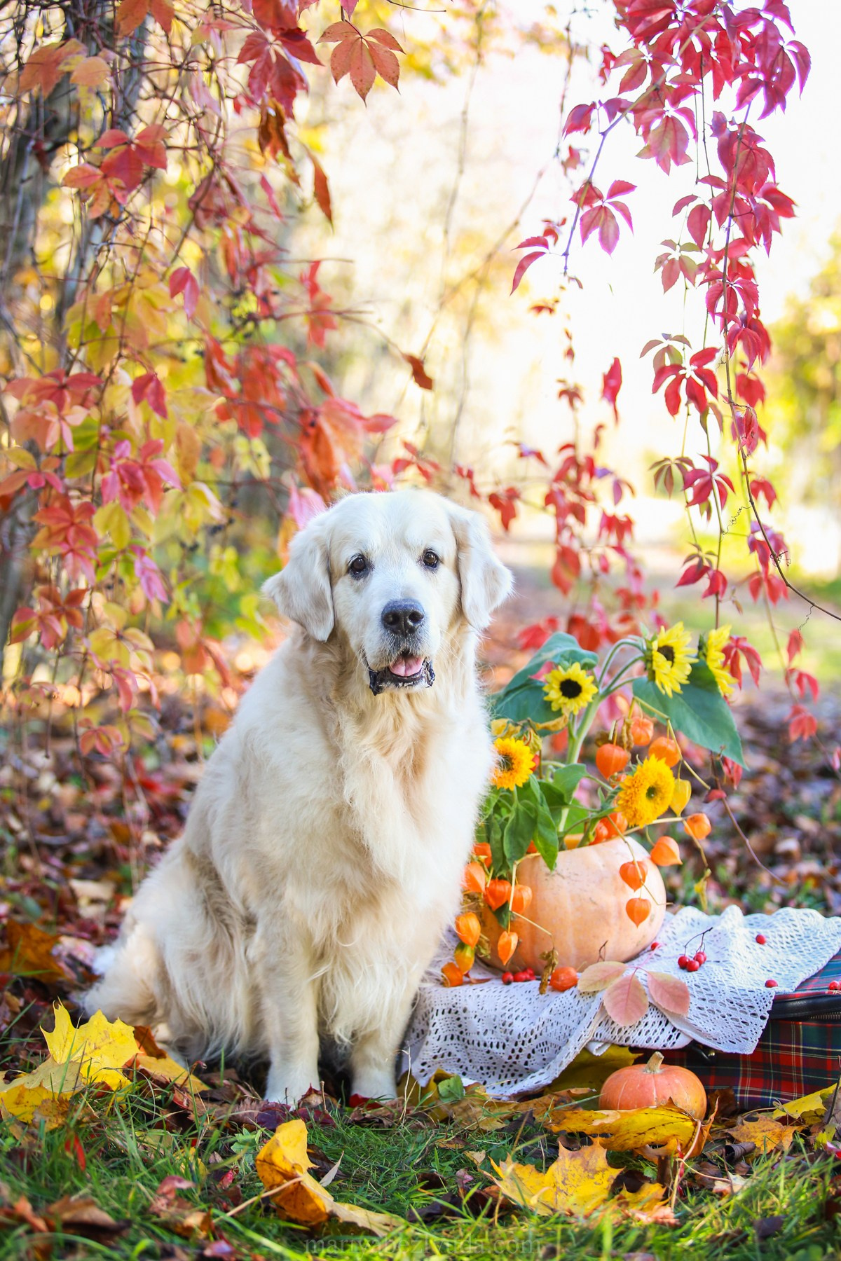 Юбилей собаки, фотосессия к дню рождения собаки 10 лет. Семейный и детский фотограф в Москве Мария Быкова