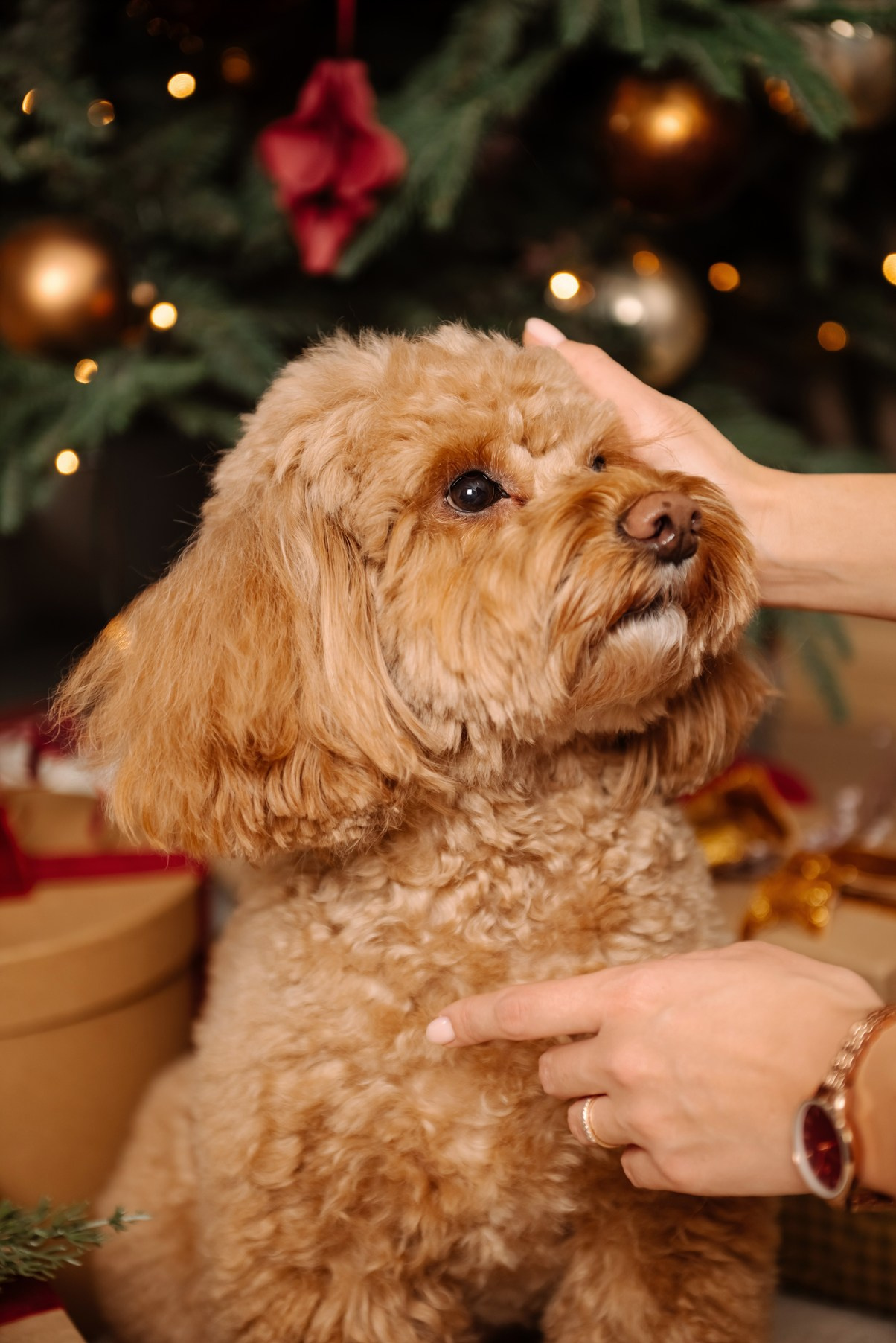 Индивидуальная. Анастасия с собачкой. Свадебный и сеейный фотограф в Санкт-Петербурге Елена Худякова