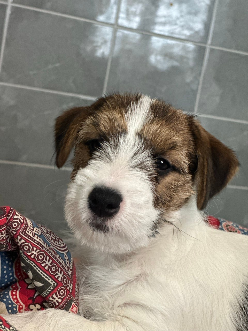 BELIEVE ME. Lovely Orange kennel Jack Russell Terrier FCI/RKF