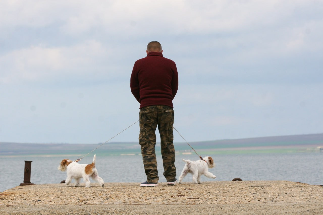 Жизнь питомника. Lovely-Orange питомник джек рассел терьеров