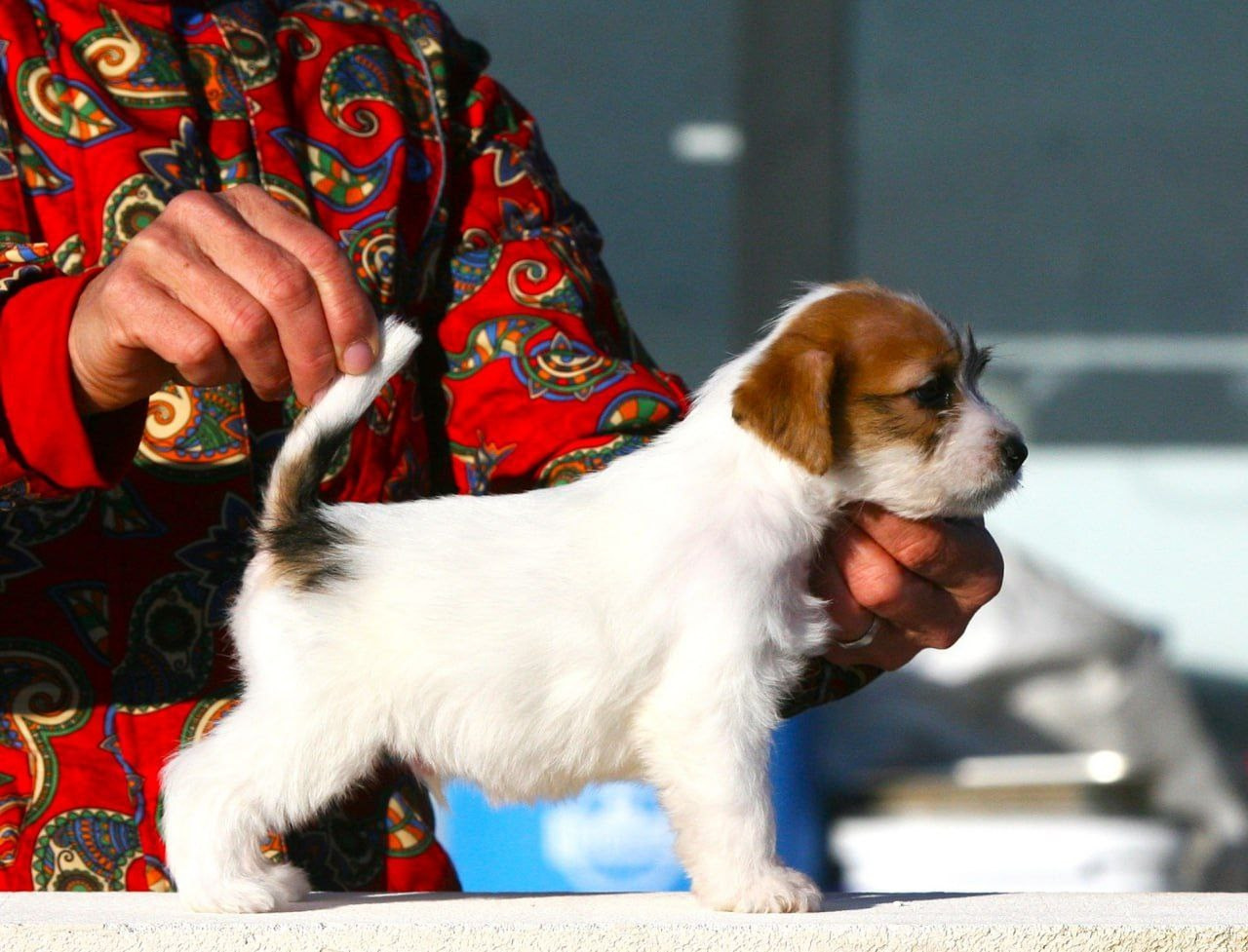 Кобель 2. Lovely-Orange питомник джек рассел терьеров