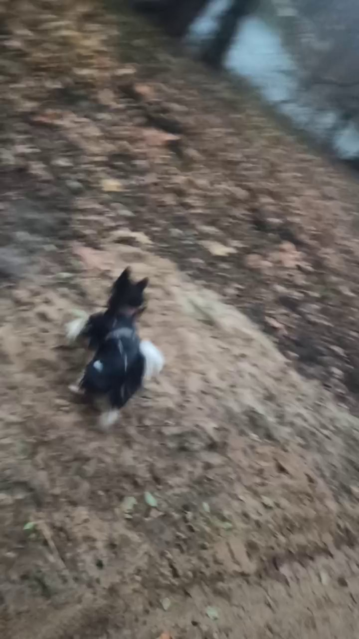 Рейко сынок Честера. Питомник китайских хохлатых собак Poale Ell: купить щенка в питомнике