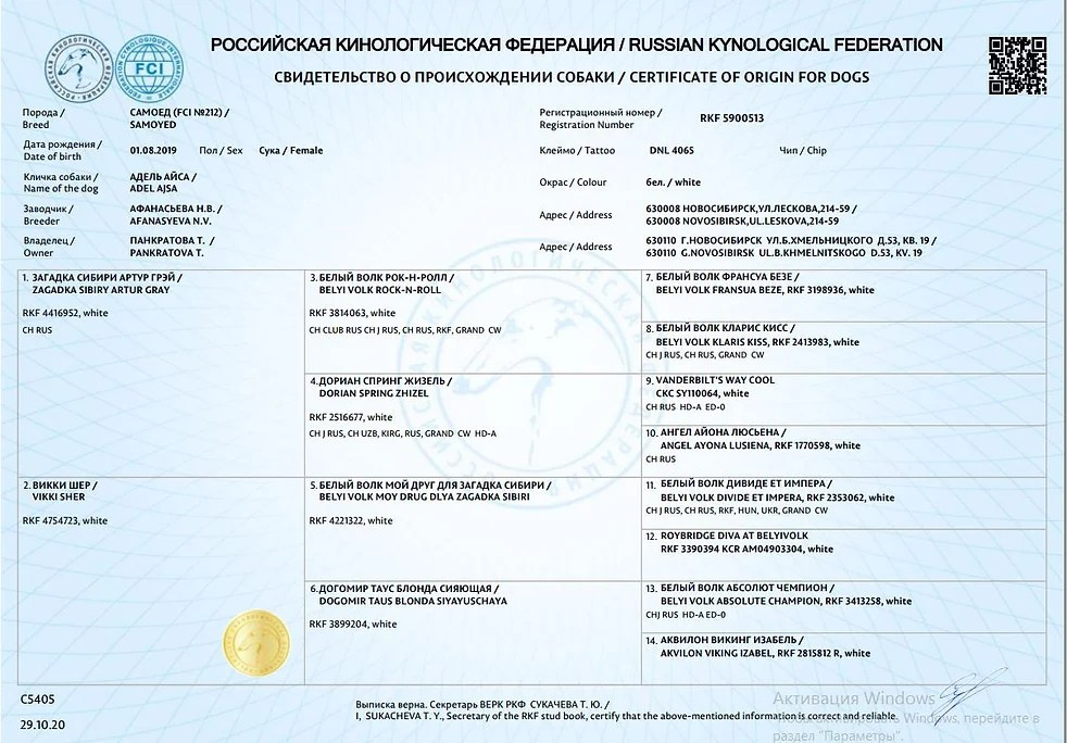 Родители / Щенки. Самоед Новосибирск