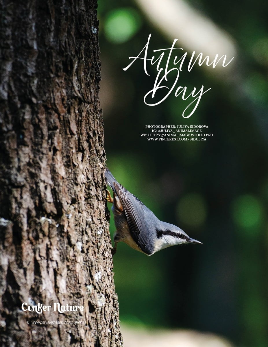 Публикации. Фотограф анималист
