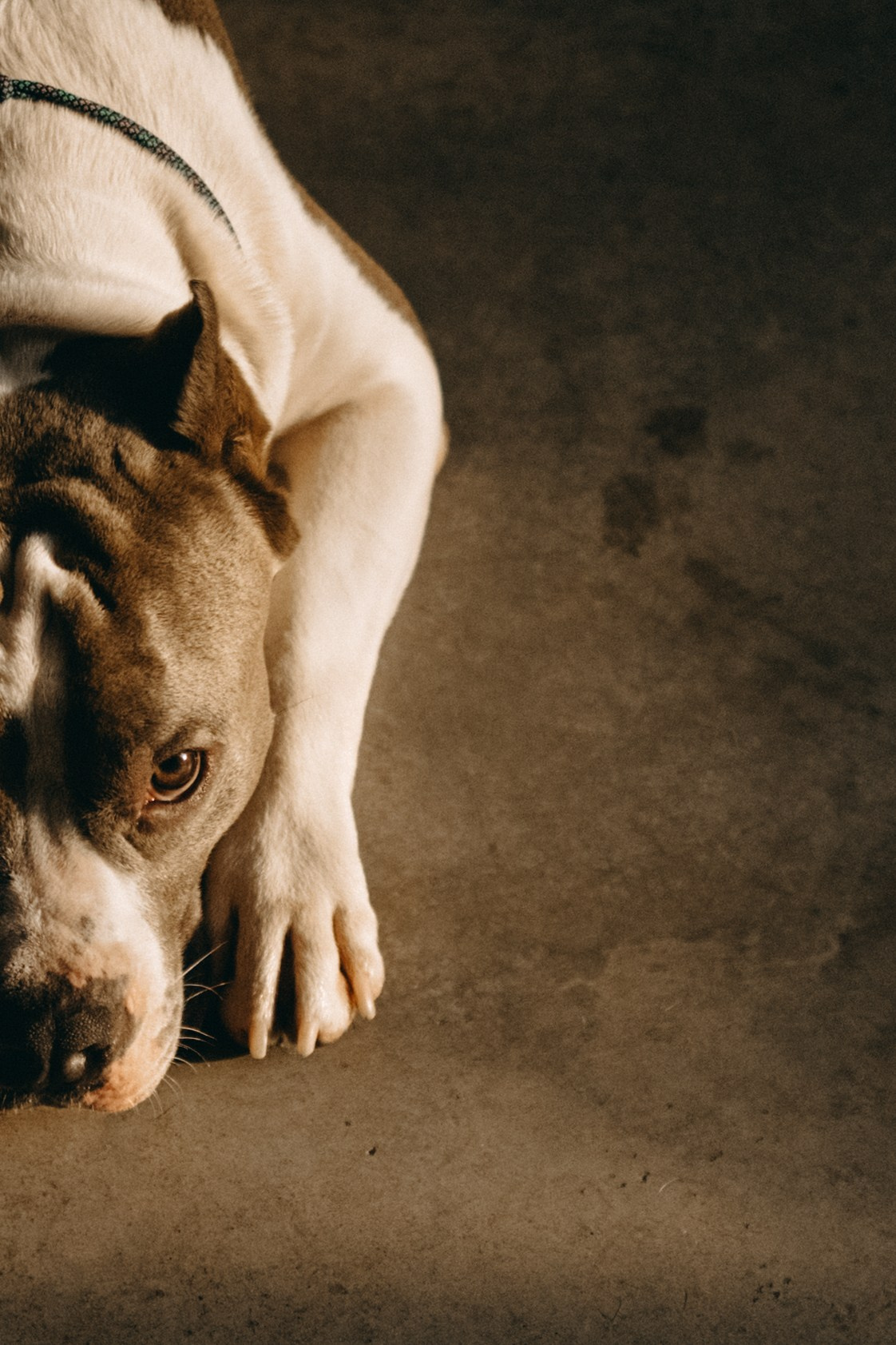 Саша и Кракен. Фотограф — Анималист | Санкт-Петербург