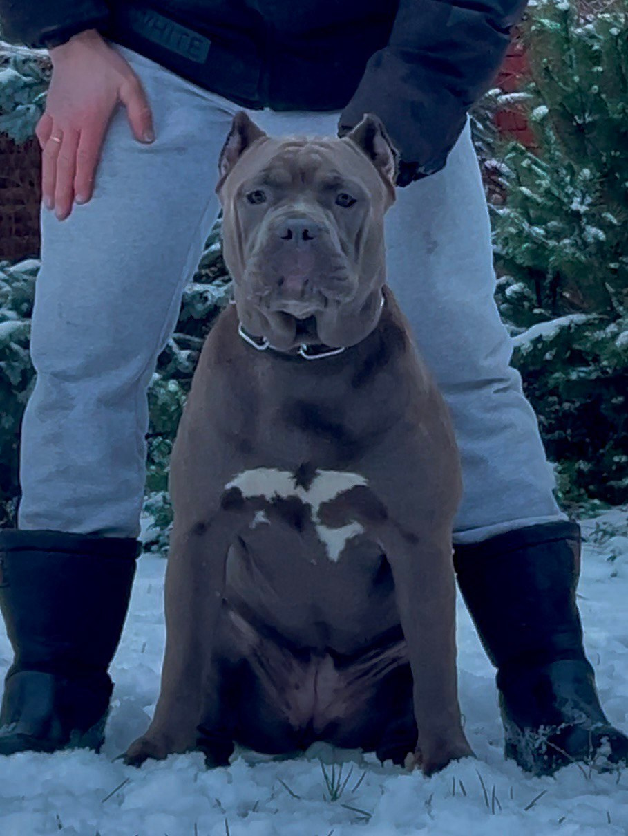 UPB’s Queenie & Zeus. 16.04.24. Американские булли XL в г. Калининград. Питомник Great Bully UNIVERSE