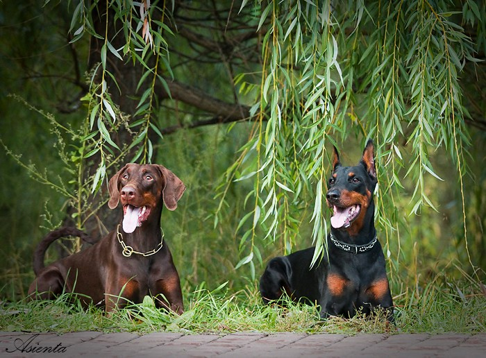 Собаки. Фотограф-анималист в Москве и МО Самойлова Марина