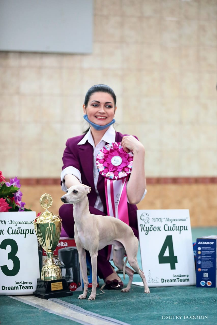 Наш самый звёздный выпускник. Professional Italian Greyhound Kennel RKF/FCI ASTI SAPPHIRE 💎 Sochi|St. Petersburg