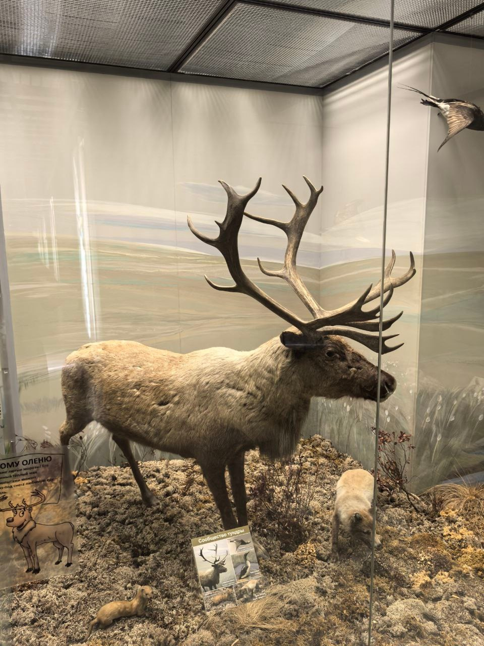 Дарвиновский музей г. Москва экологические приключения. АНО «Центра социальных проектов «Путь в большой мир»