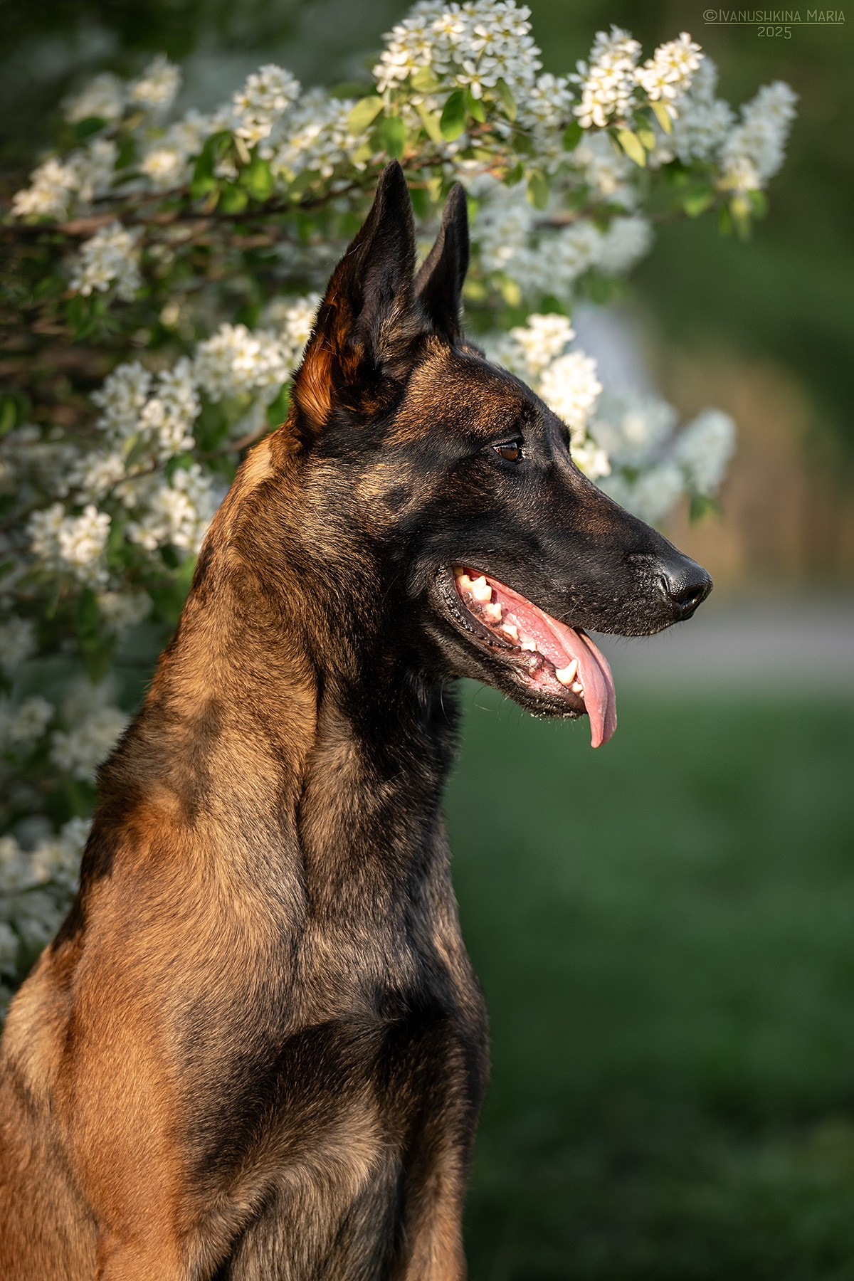 Фотограф-анималист. Фотограф собак в Москве и Московской области Иванушкина Мария