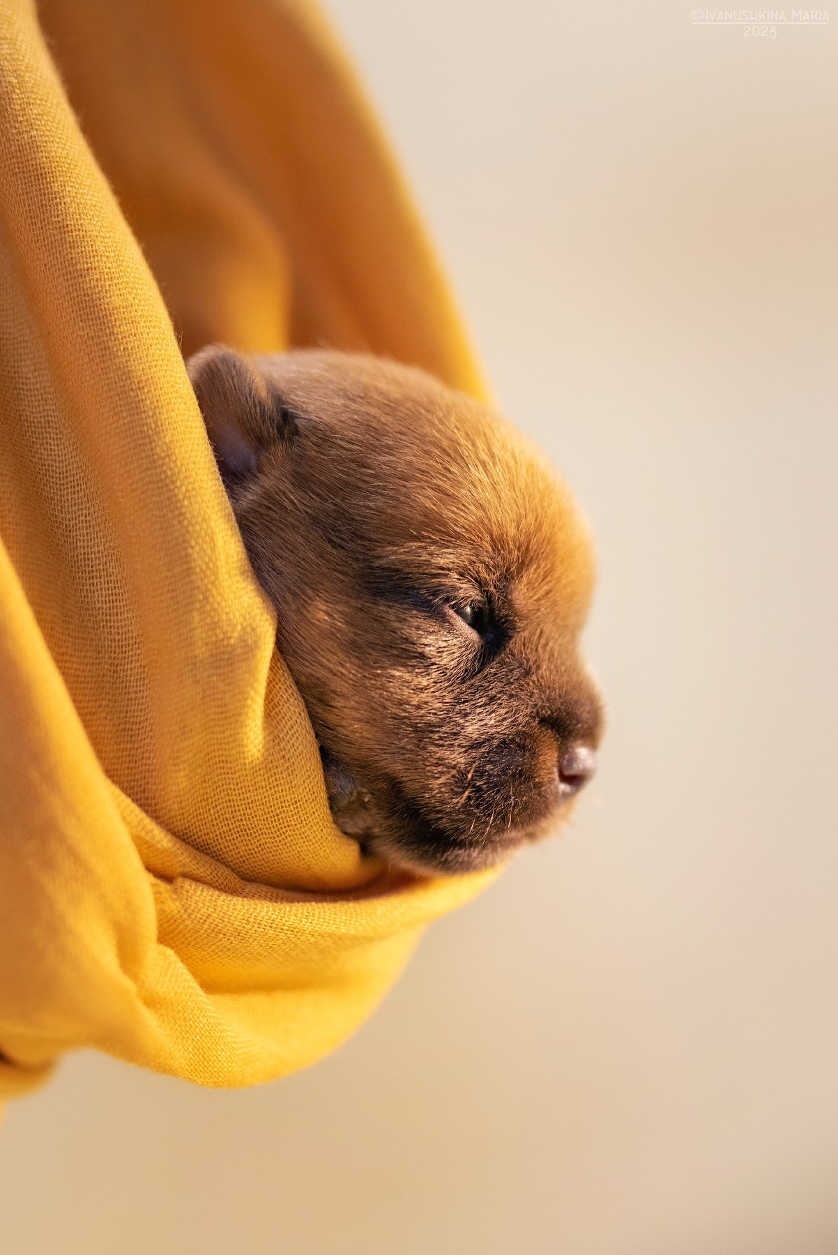 Ньюборн фотосессия щенков. Фотограф собак в Москве и Московской области Иванушкина Мария