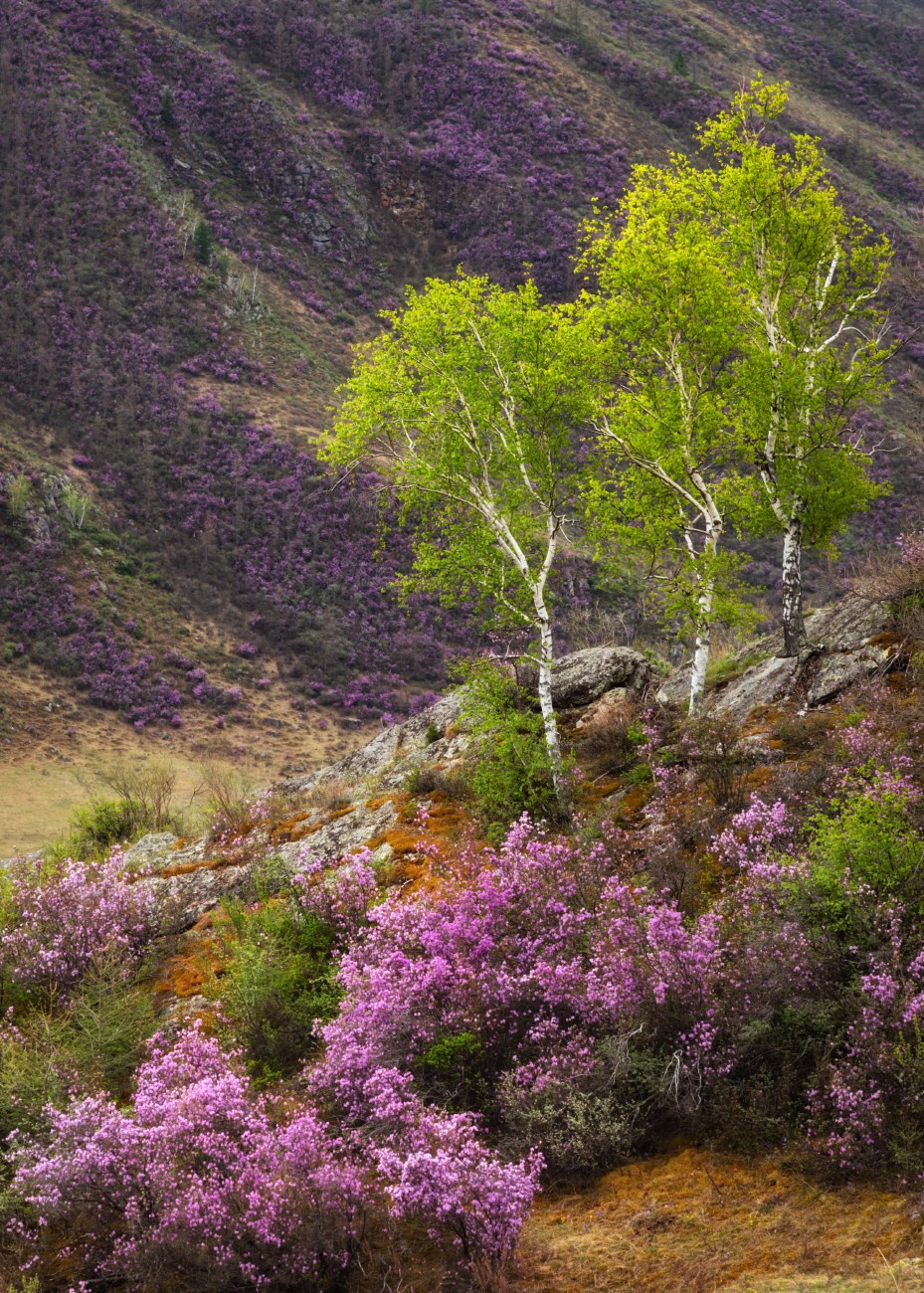Торжество весны. Онгудайский район, май 2025