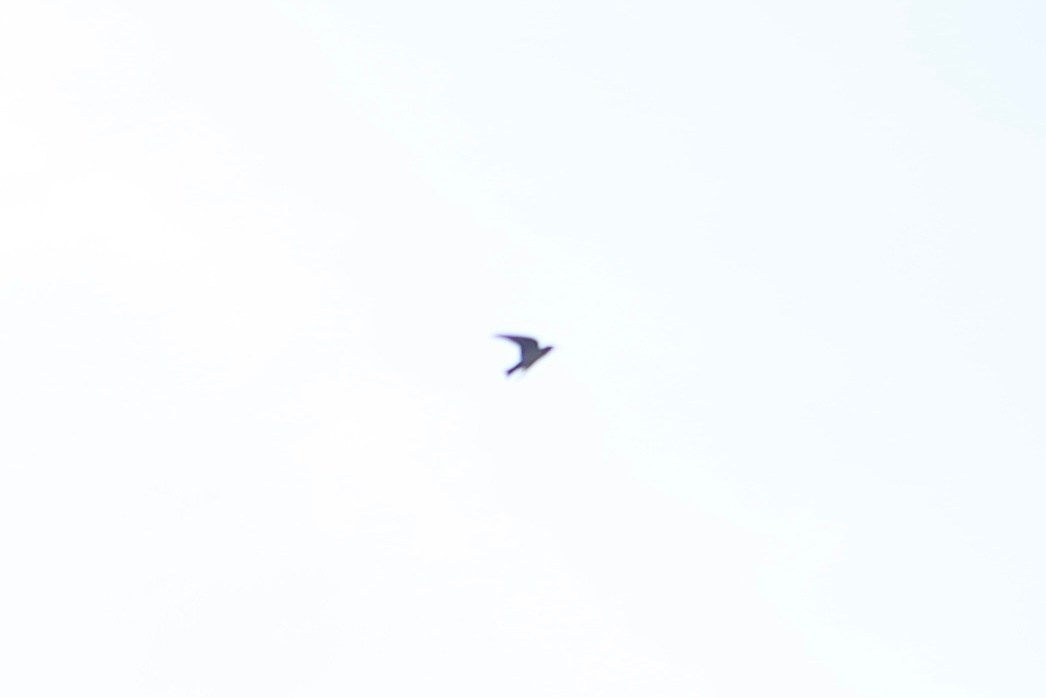 Where my favorite writer lived / Samui 2024. POLINA MÔMOT